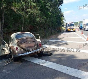 Acidenet fusca são roque