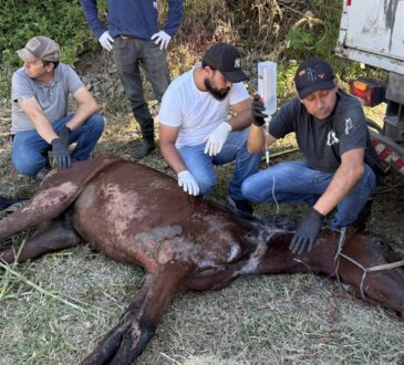 Cavalo maus tratos instituto caramelo