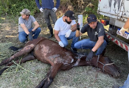 Cavalo maus tratos instituto caramelo