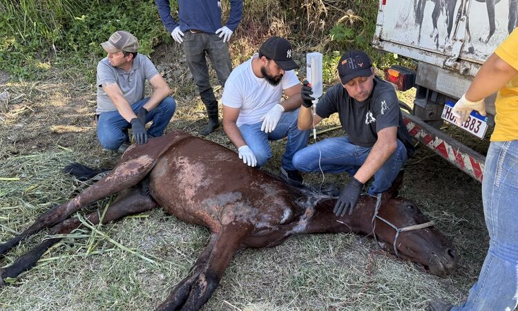 Cavalo maus tratos instituto caramelo