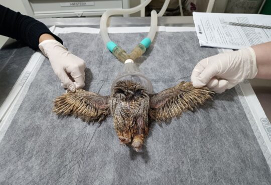 Corujinha salva mata ciliar jundiai