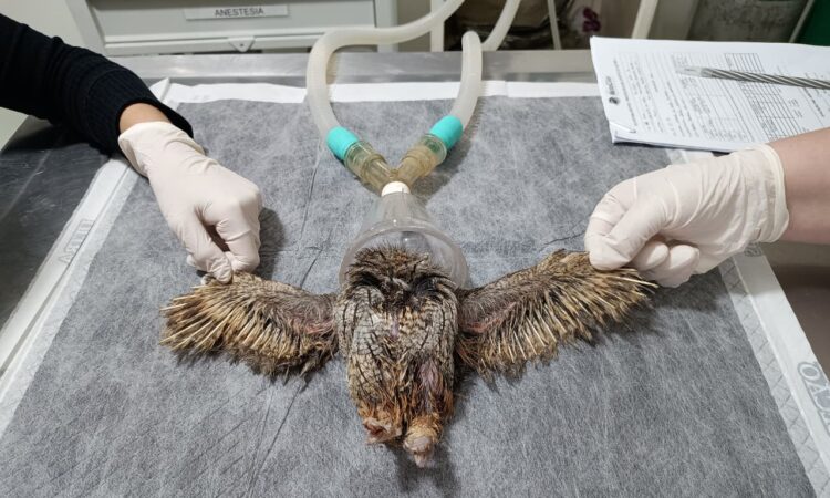 Corujinha salva mata ciliar jundiai