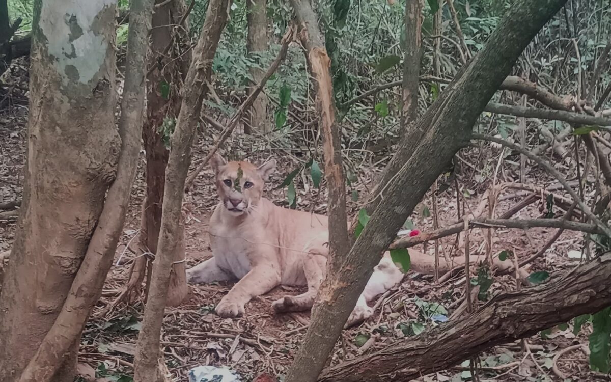 Onça bragança paulista 2