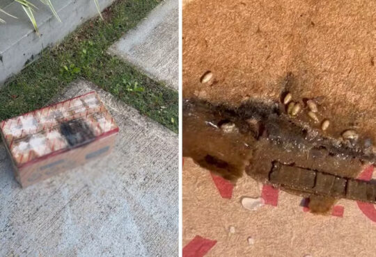 Larvas leite roldão indaiatuba