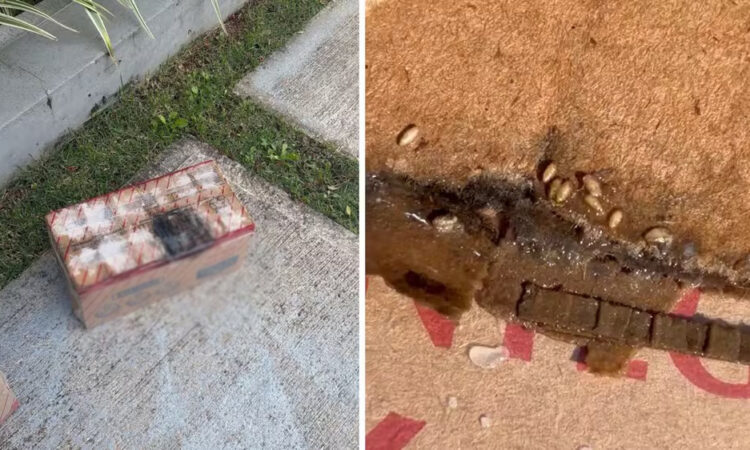 Larvas leite roldão indaiatuba