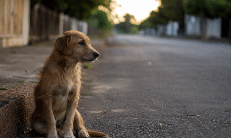 Cachorrinho divulgação