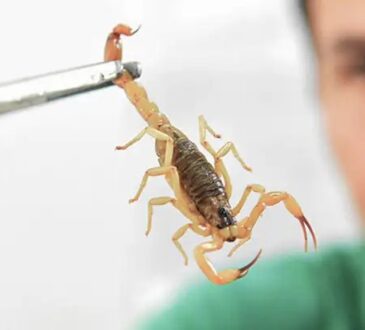 Escorpião fiocruz