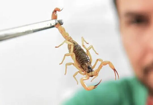 Escorpião fiocruz