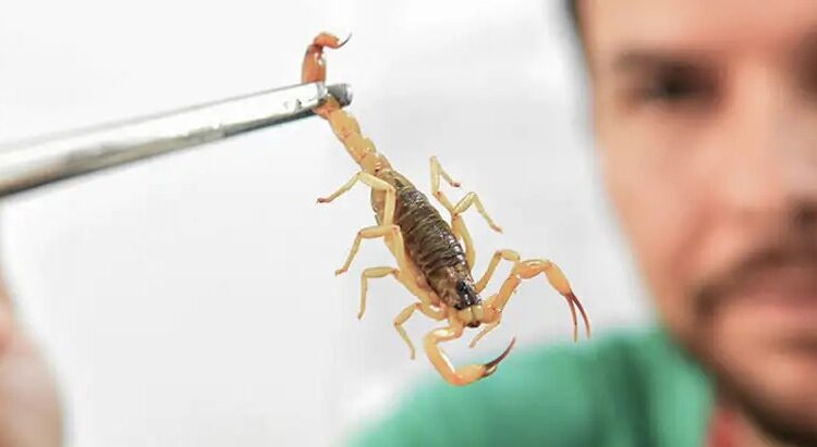 Escorpião fiocruz