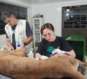 Após ser socorrida pelas equipes da via colinas, o animal foi levado para a sede da mata ciliar, em jundiaí, onde recebeu atendimento especial de saúde (1)