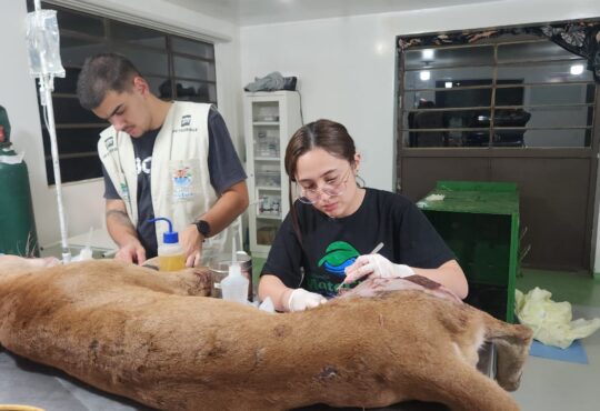 Após ser socorrida pelas equipes da via colinas, o animal foi levado para a sede da mata ciliar, em jundiaí, onde recebeu atendimento especial de saúde (1)