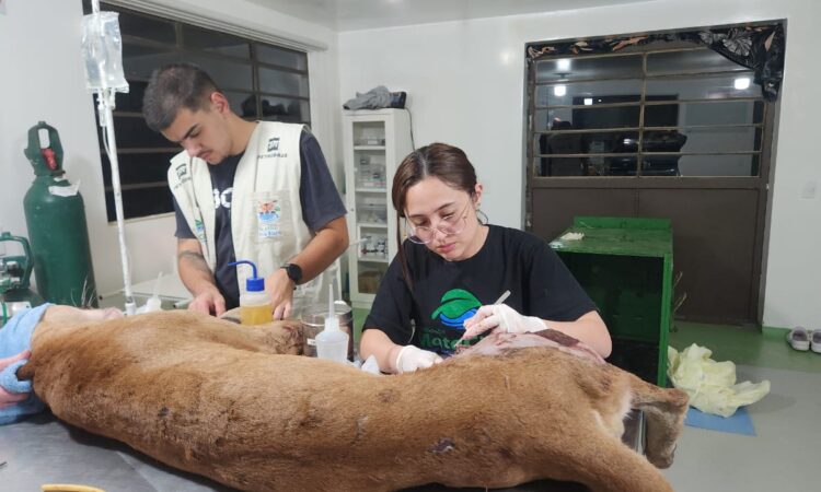 Após ser socorrida pelas equipes da via colinas, o animal foi levado para a sede da mata ciliar, em jundiaí, onde recebeu atendimento especial de saúde (1)