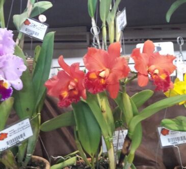 Flores divulgações