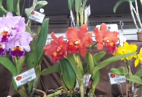 Flores divulgações