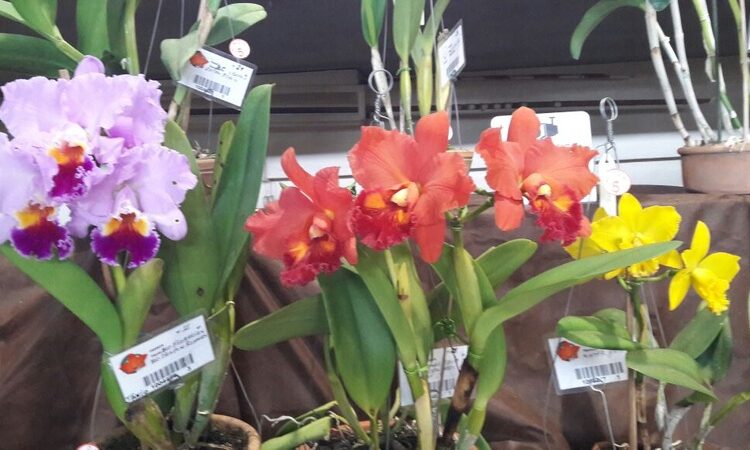 Flores divulgações