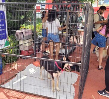 Feira adocao cras