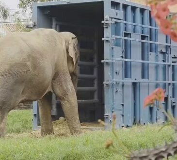 Elefante sandro reproduÇÃo tv tem