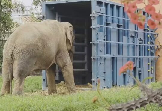 Elefante sandro reproduÇÃo tv tem