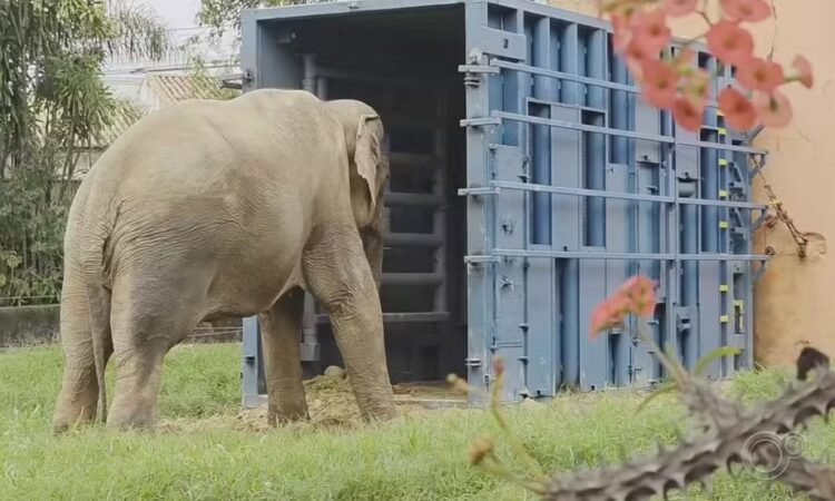 Elefante sandro reproduÇÃo tv tem