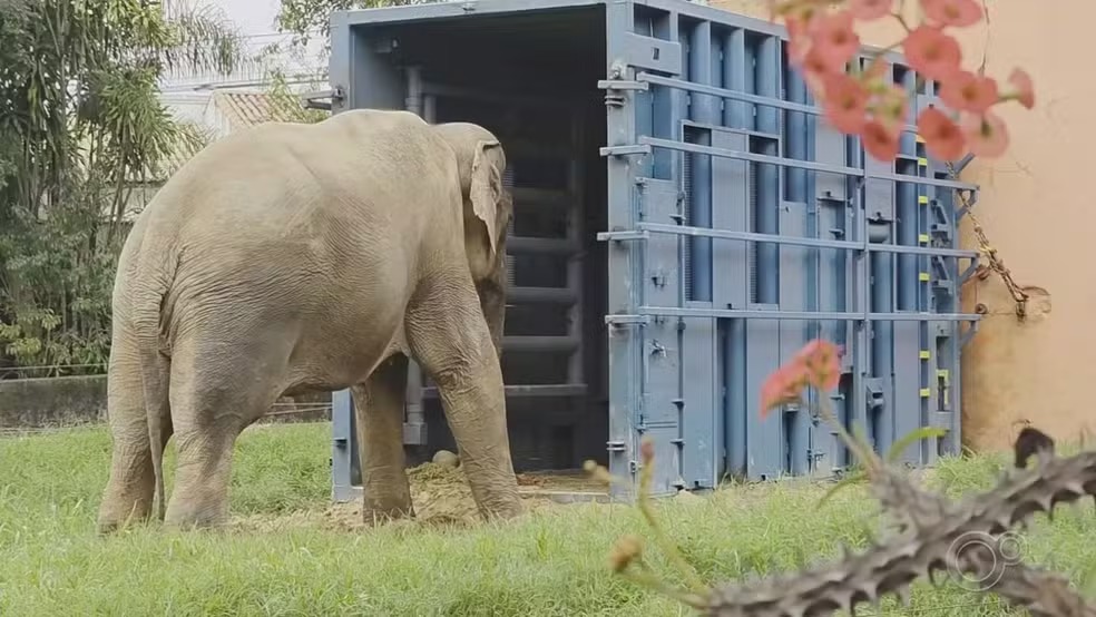 Elefante sandro reproduÇÃo tv tem