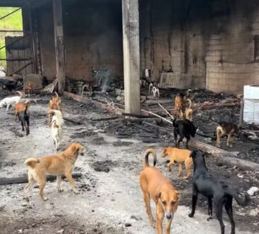 Incendio galpão com cães campinas jonhn espilberg
