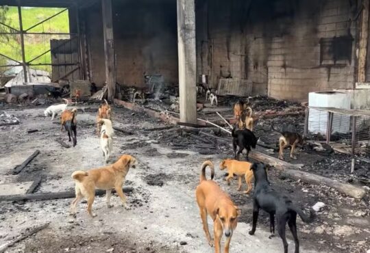 Incendio galpão com cães campinas jonhn espilberg