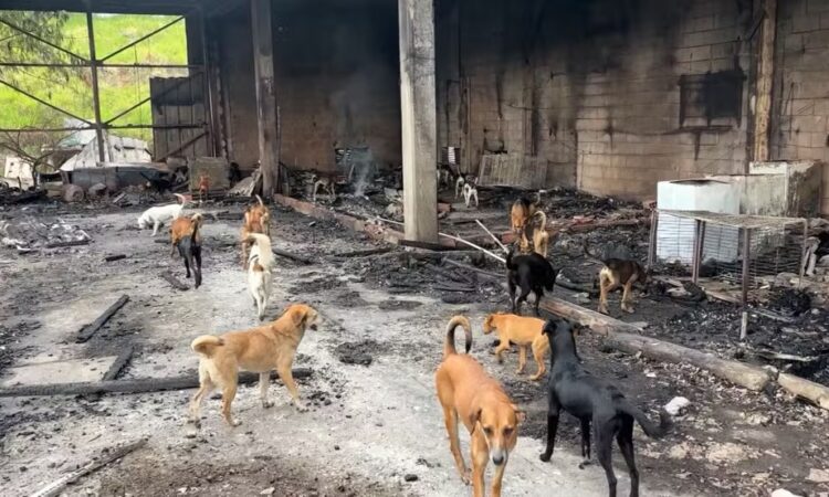 Incendio galpão com cães campinas jonhn espilberg