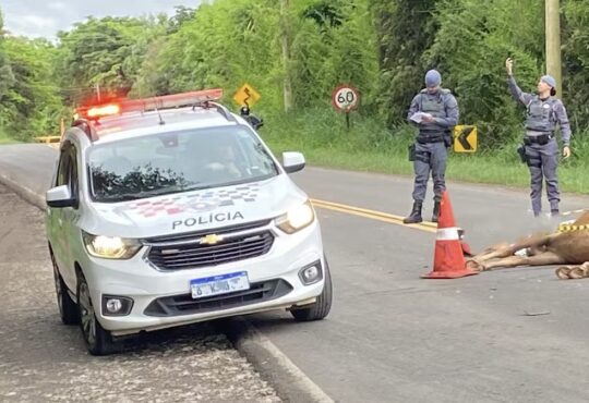 Moto colide cavalo piracicaba