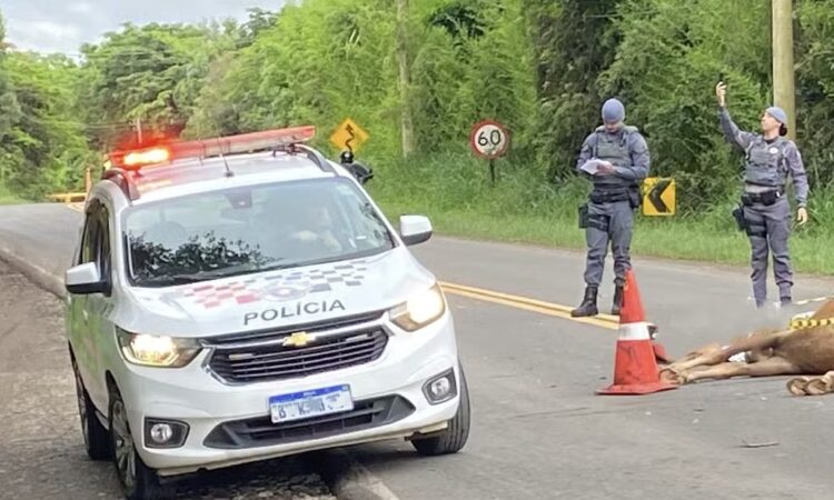 Moto colide cavalo piracicaba