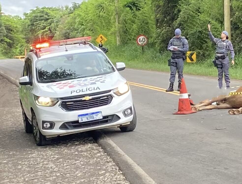 Moto colide cavalo piracicaba