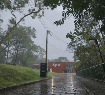 Saae chuva