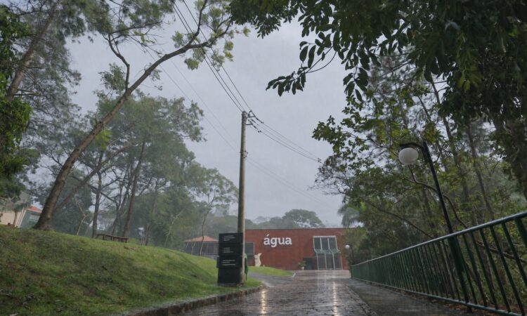 Saae chuva